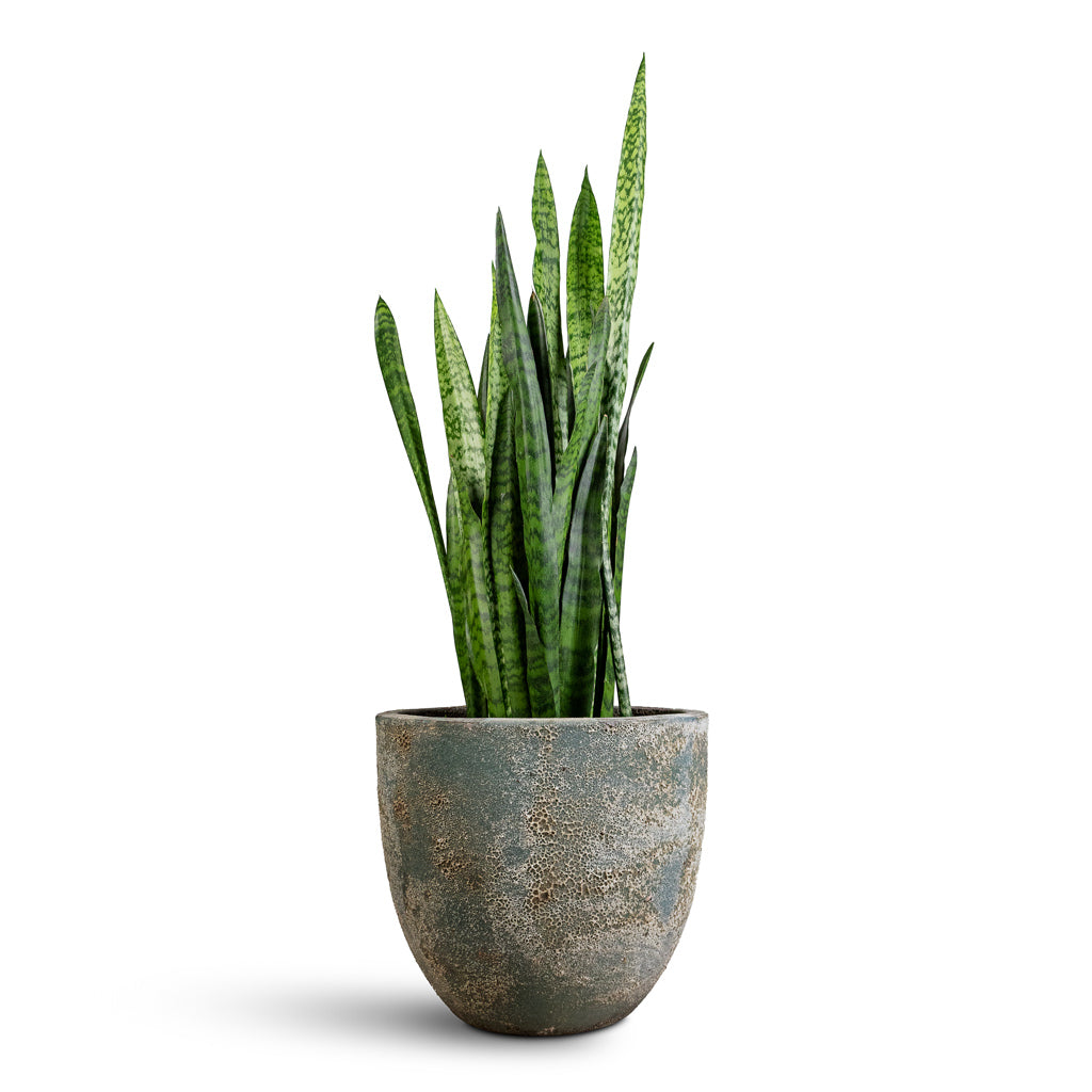 Sansevieria zeylanica - 19x65cm In Sandora Couple Green - 36x34cm