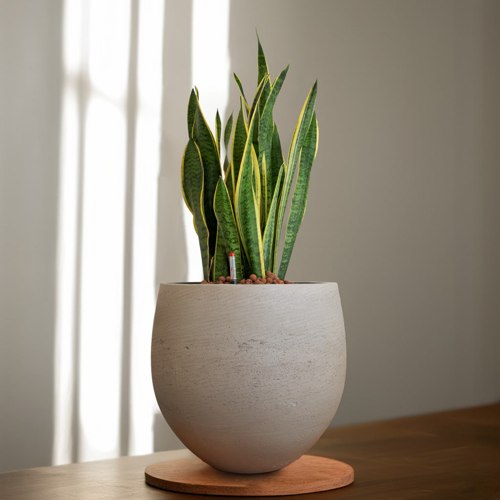 Mini Orb Kevan Plant Pot - Grey Washed - X Large