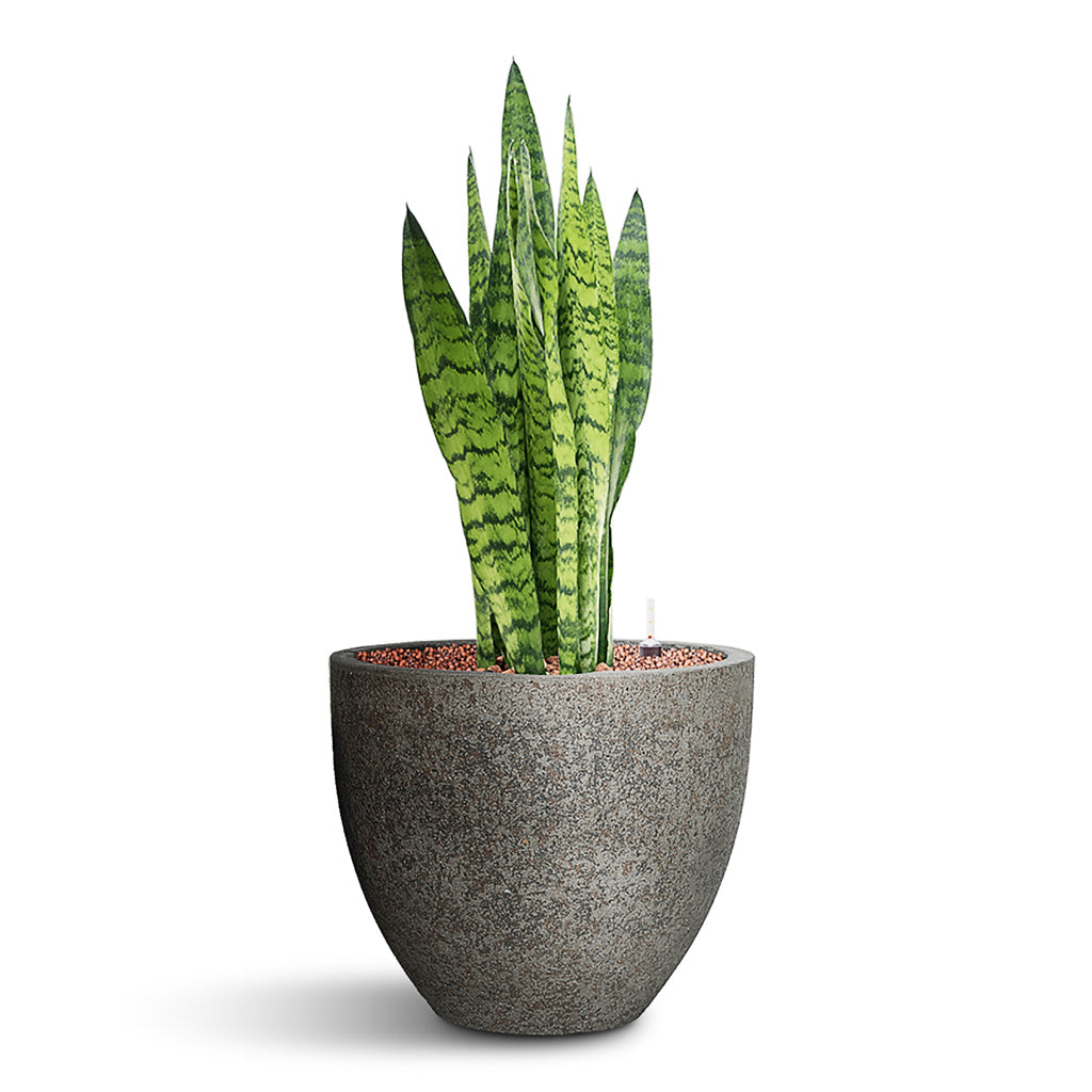 Sansevieria zeylanica HydroCare in Jesslyn Cement &amp; Stone Plant Pot - Granite Grey - 34 x 77cm