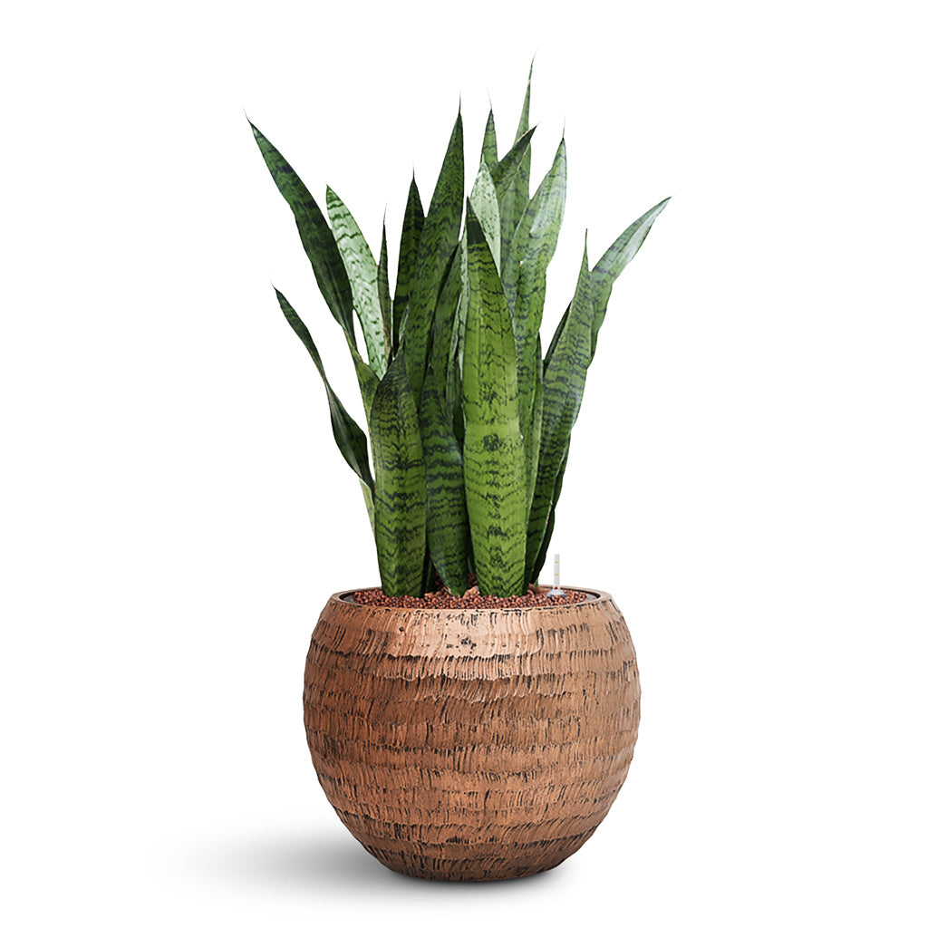 Sansevieria zeylanica HydroCare in Opus Hammered Globe - Gold - 40 x 89cm