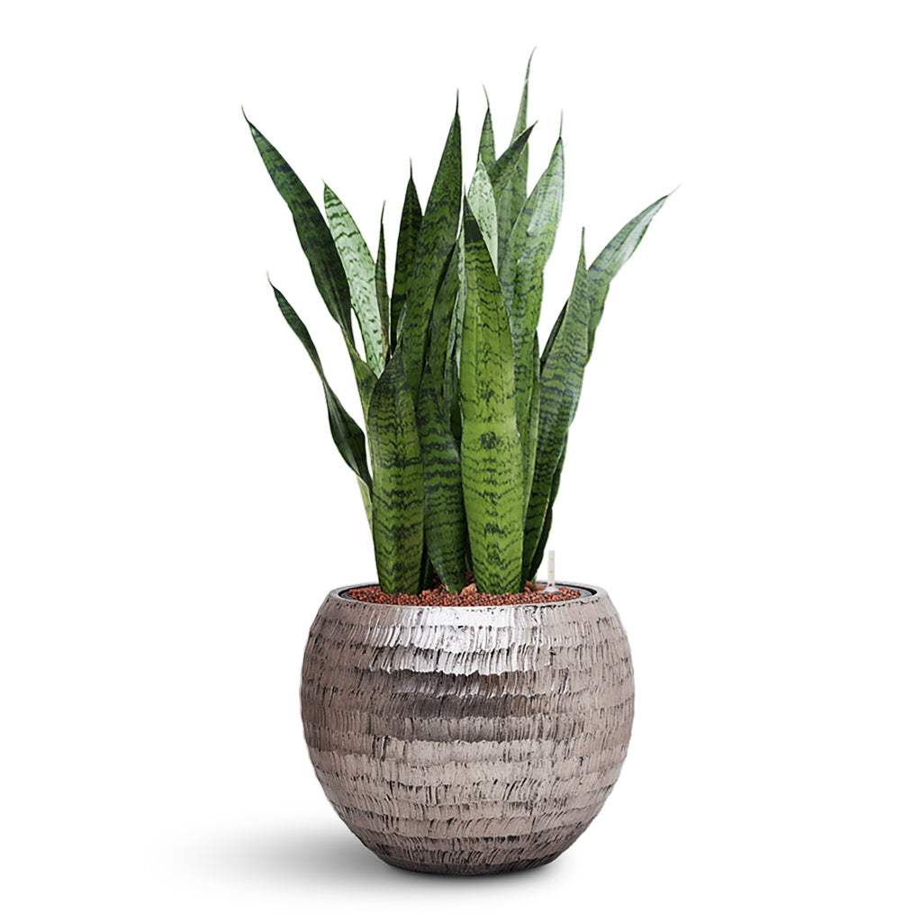 Sansevieria zeylanica HydroCare in Opus Hammered Globe - Silver - 40 x 89cm