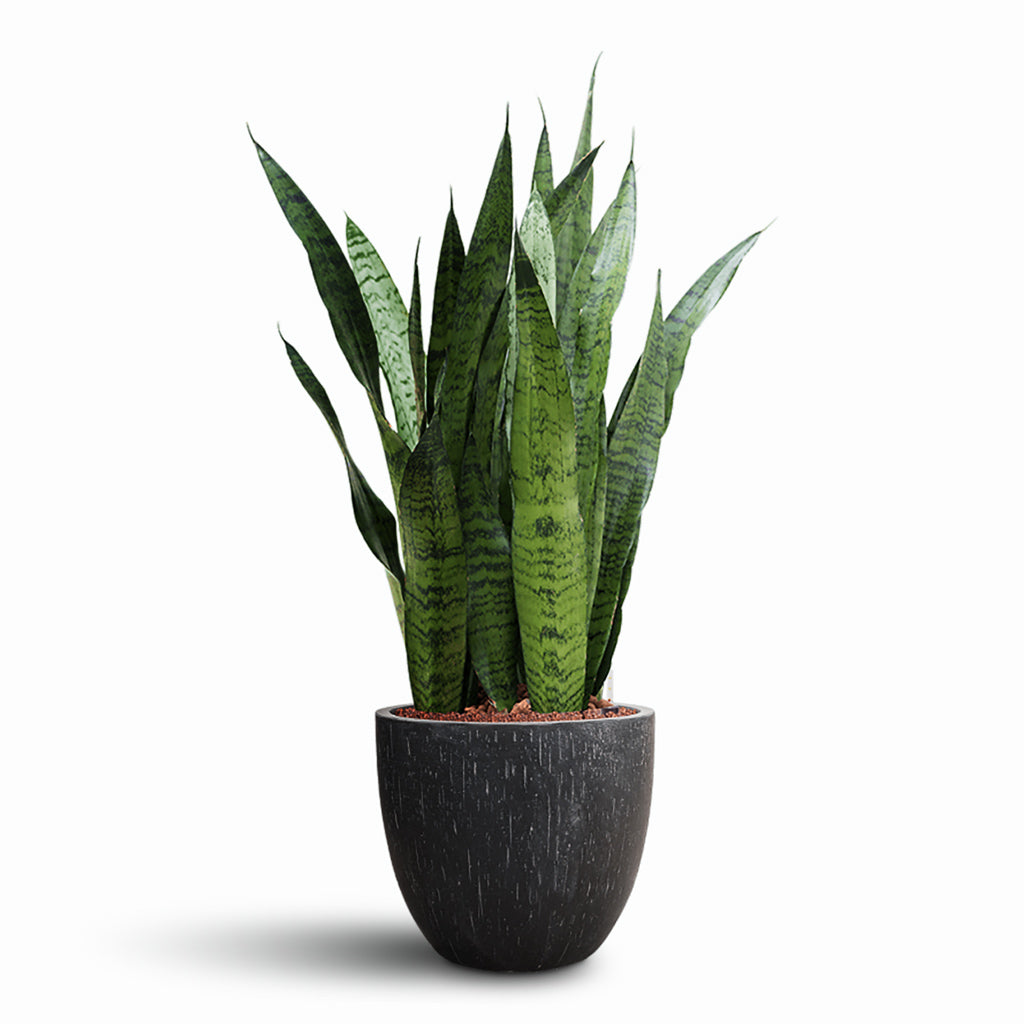 Sansevieria zeylanica HydroCare house plant in Raindrop Egg Anthracite 37x111cm