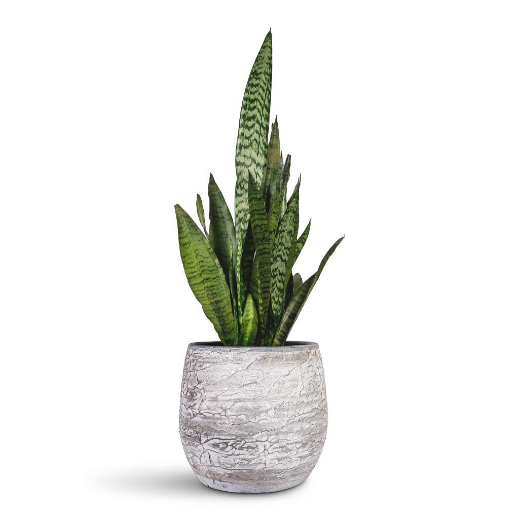 Sansevieria zeylanica Snake Plant - 14x50cm In Evi Plant Pot Antique Silver - 23x20cm