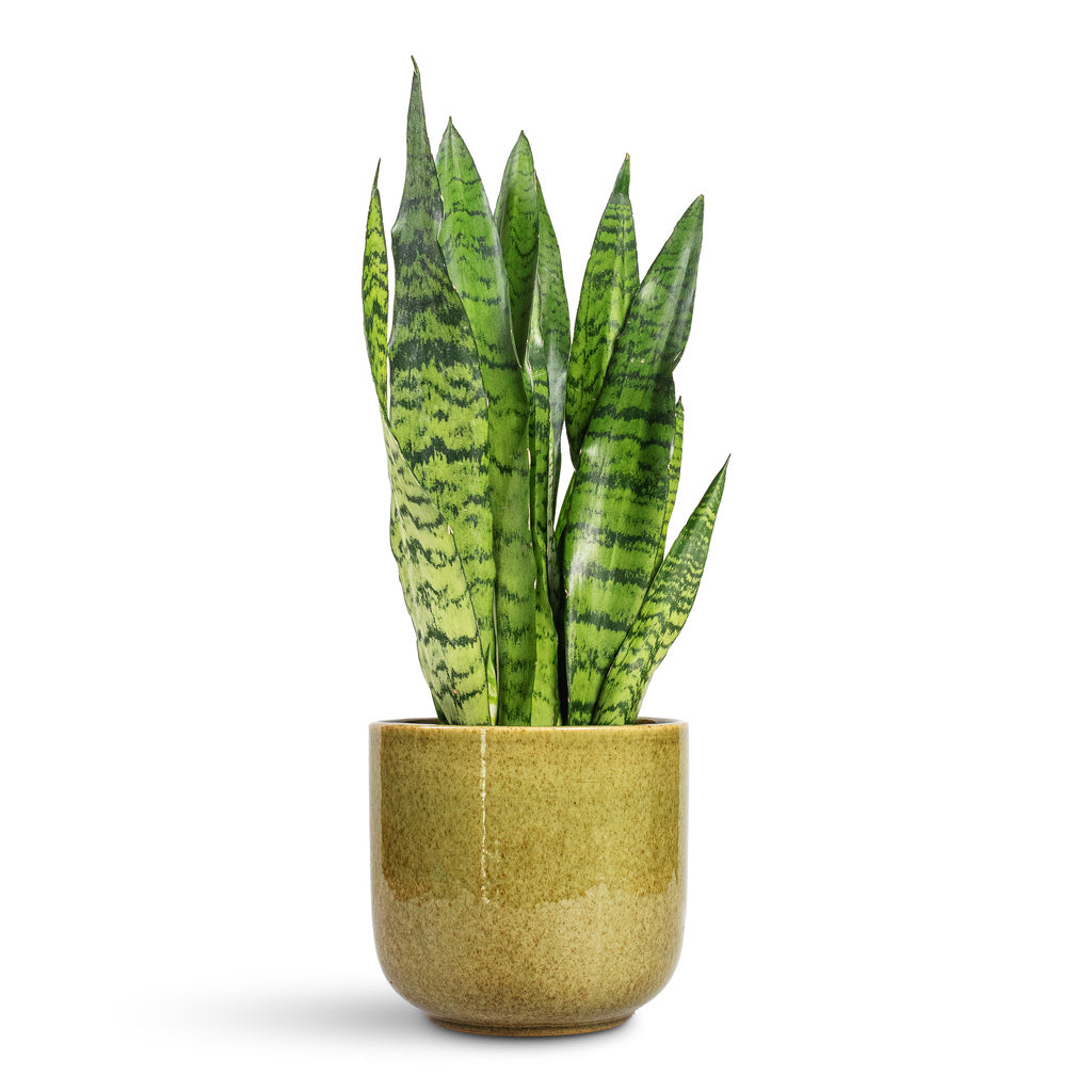 Sansevieria zeylanica Snake Plant - 14x50cm In Nine Plant Pot Olive Green - 22x20cm