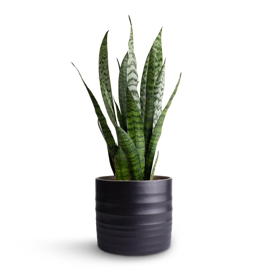 Sansevieria zeylanica - Snake Plant & Hadleigh Plant Pot - Charcoal