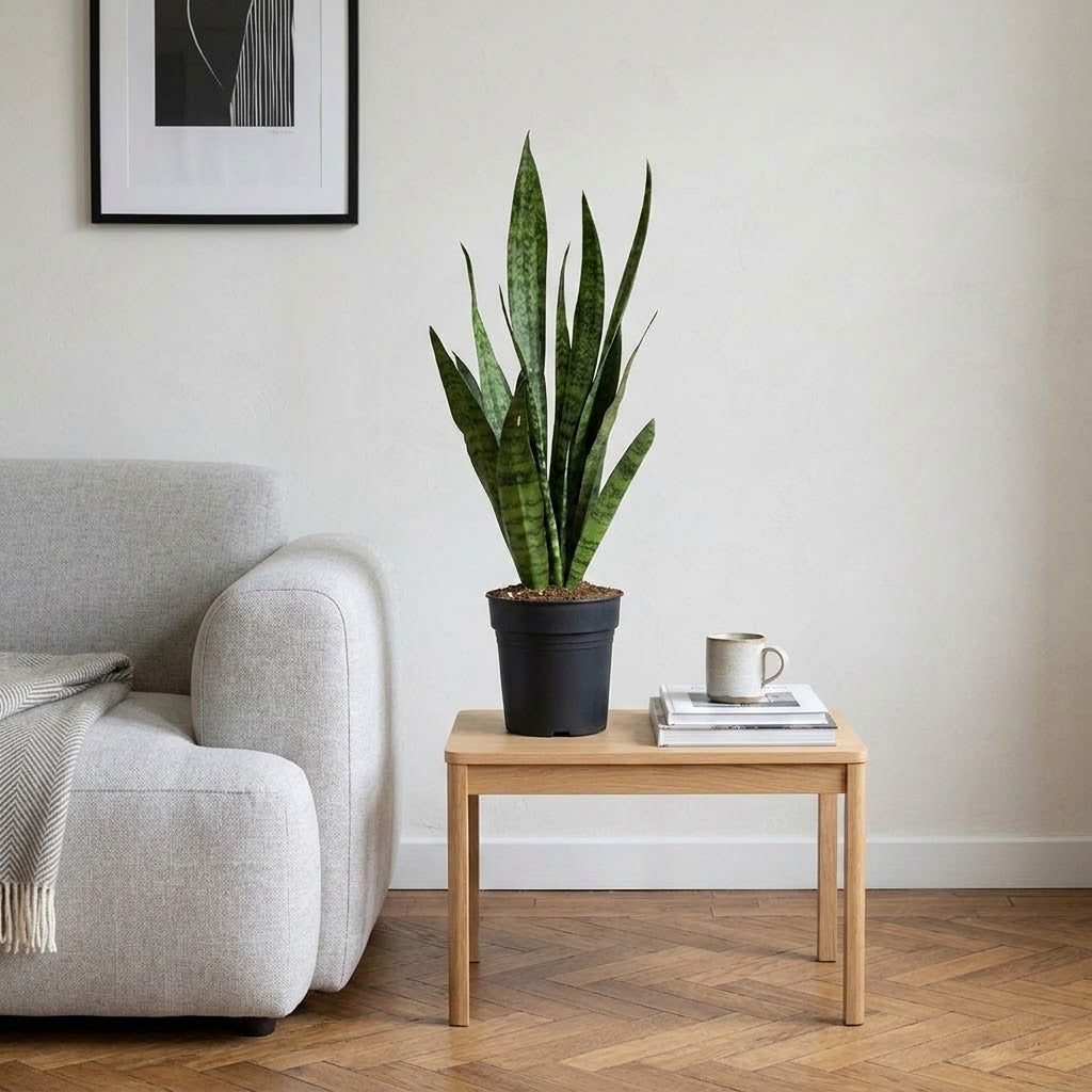 Sansevieria zeylanica - 15 x 80cm
