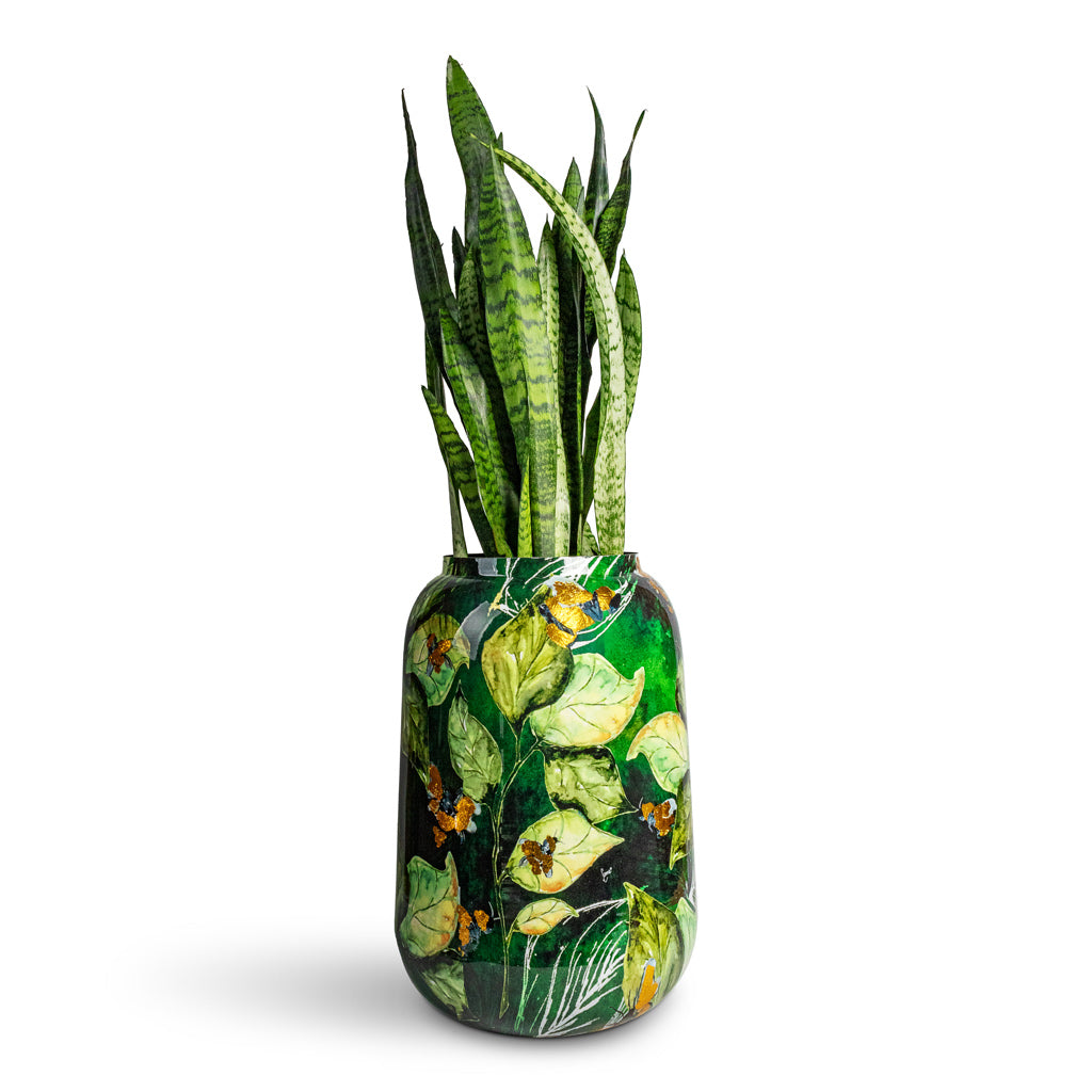 Sansevieria zeylanica Snake Plant -  19x65cm In Lammie Planter Bee Green - 30x42cm