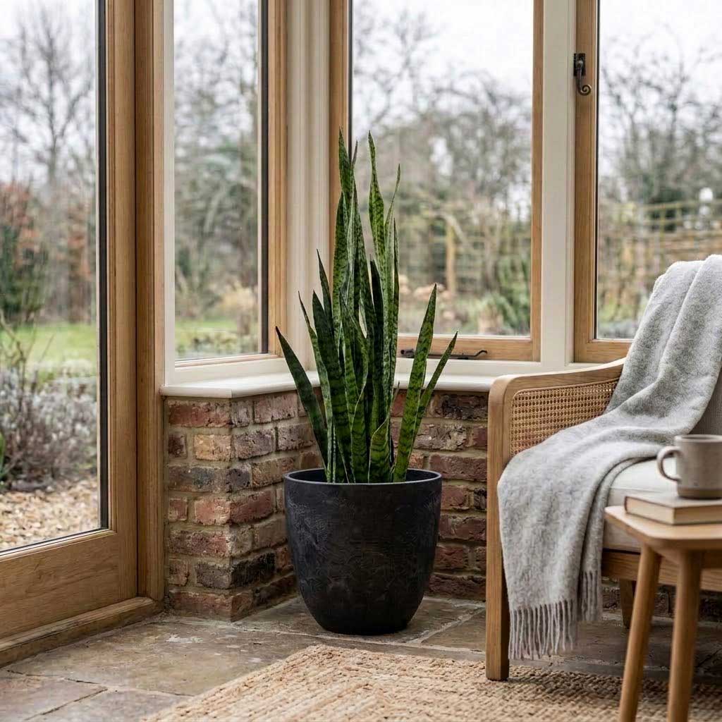 Sansevieria zeylanica - 21 x 80cm in Bola Artstone Plant Pot - Black - 33 x 29cm