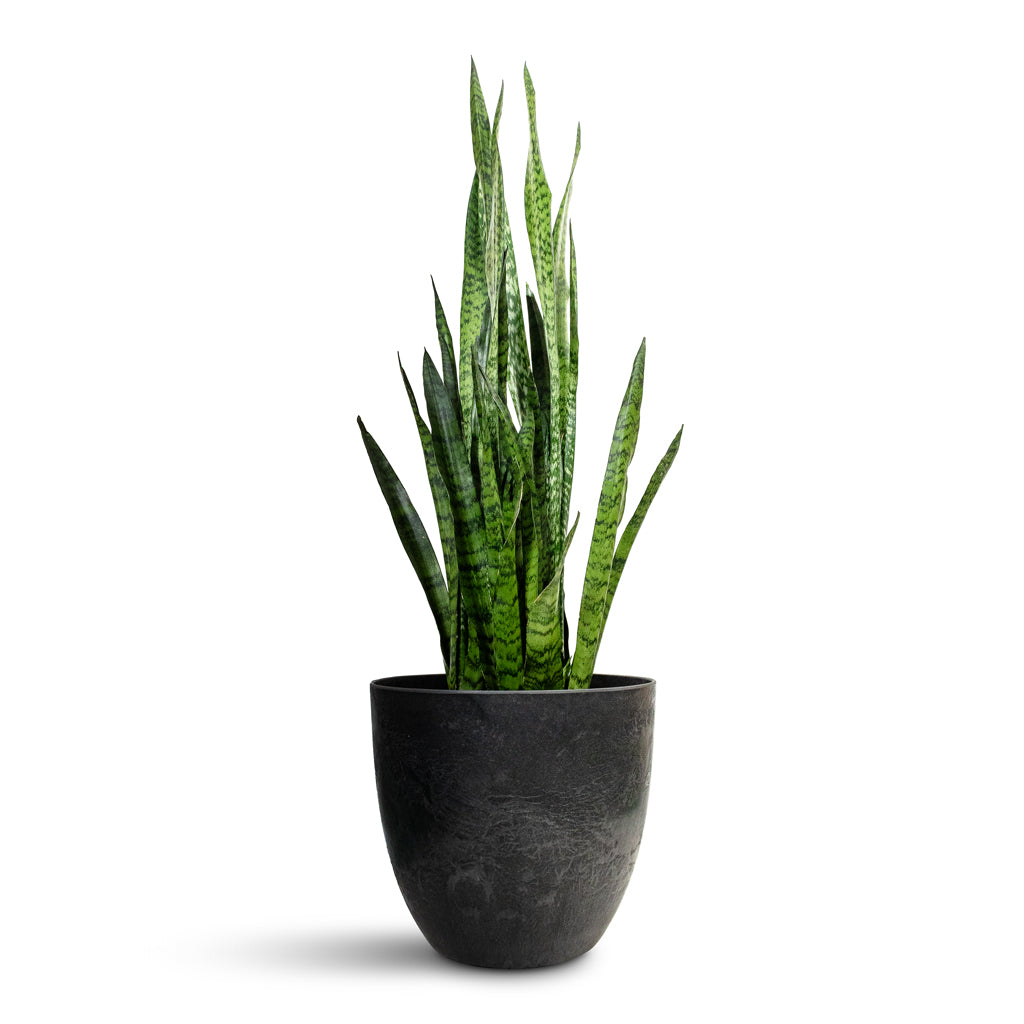 Sansevieria zeylanica - Snake Plant & Bola Artstone Plant Pot - Black