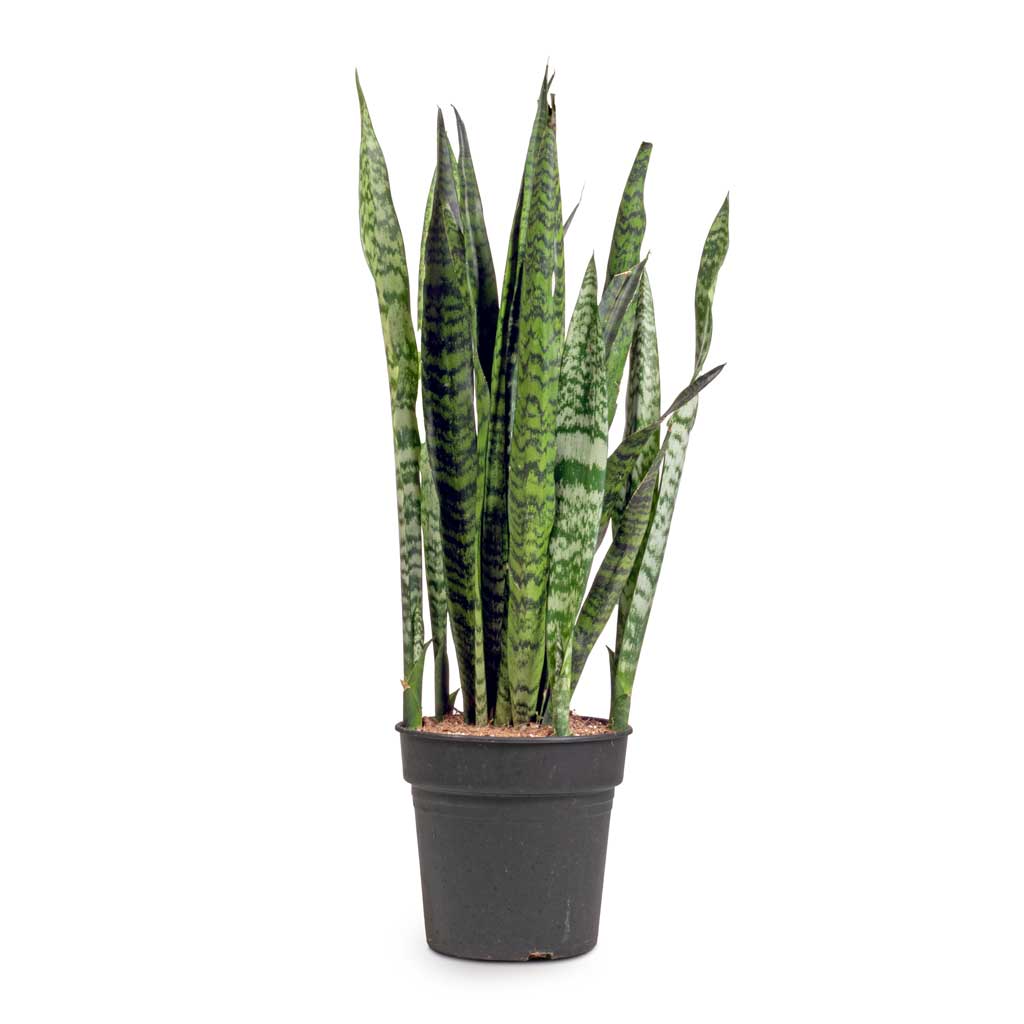 Sansevieria zeylanica - Snake Plant - 21 x 100cm