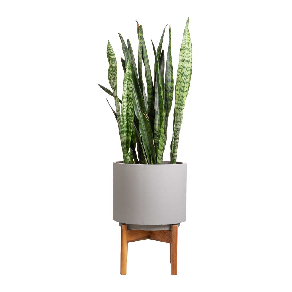 Vigo Plant Pot with Wooden Stand - Concrete Grey | Hortology - HORTOLOGY