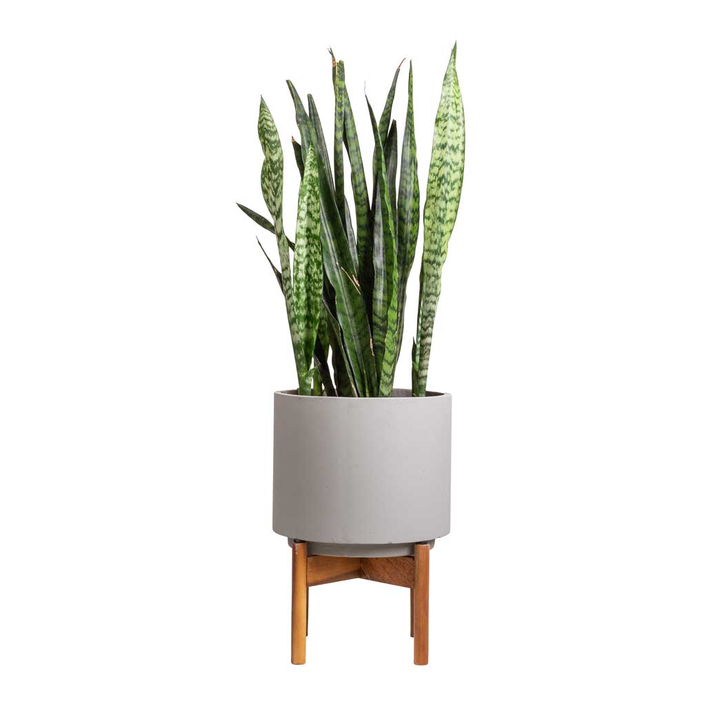 Sansevieria zeylanica - Snake Plant & Vigo Plant Pot with Wooden Stand - Concrete Grey