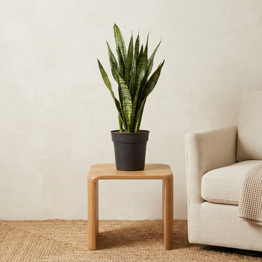 Sansevieria trifasciata zeylanica - Snake Plant