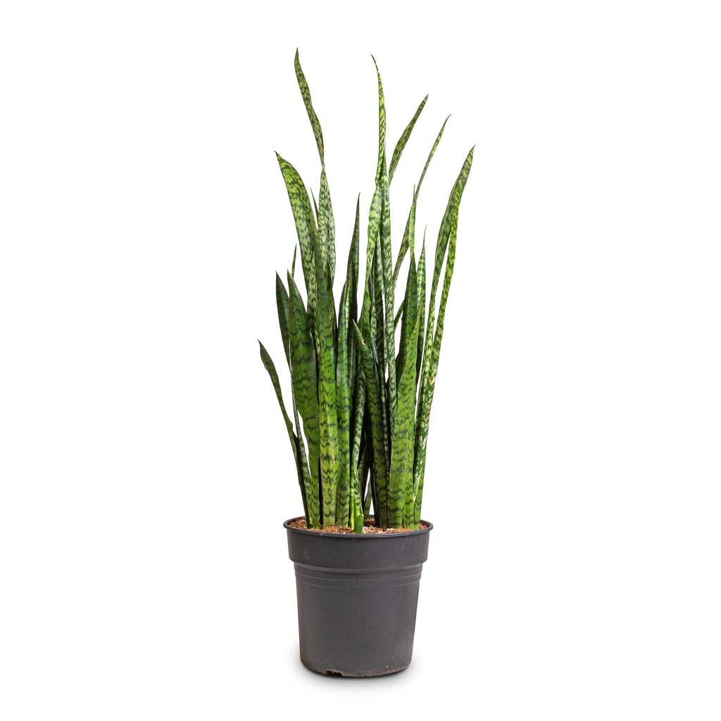 Sansevieria zeylanica - Snake Plant - 30 x 100cm