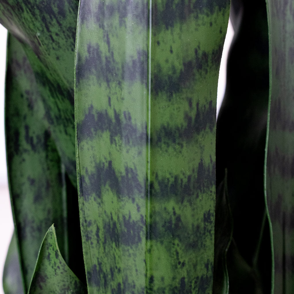 Sansevieria zeylanica Snake Plant Potted Artificial close up