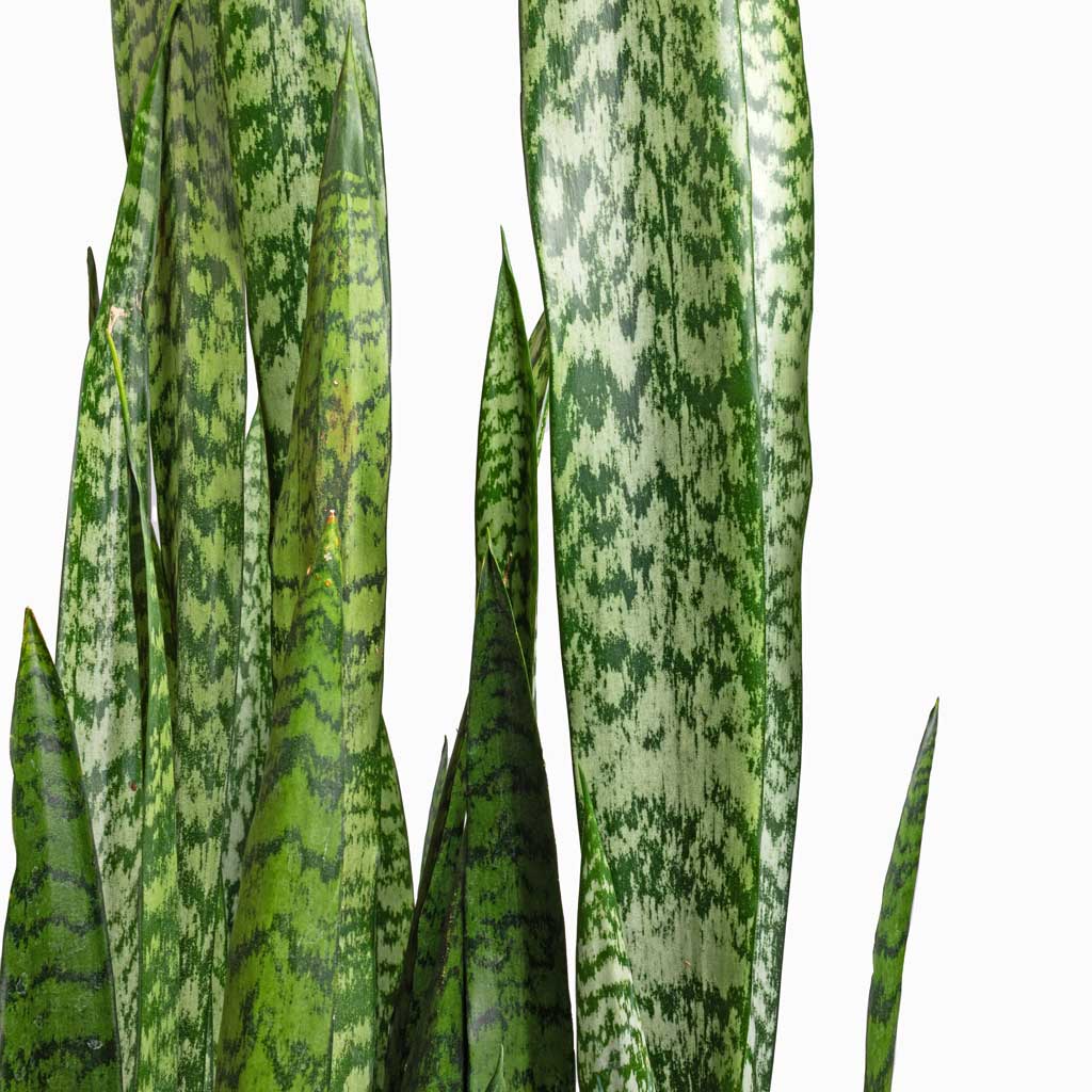 sansevieria zeylanica compacta Sansevieria zeylanica - Snake Plant - Quality Houseplants | Hortology