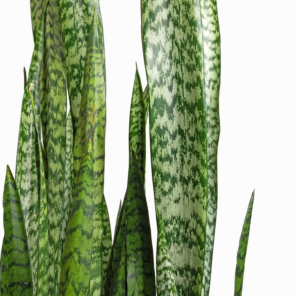Sansevieria zeylanica - Snake Plant Leaves