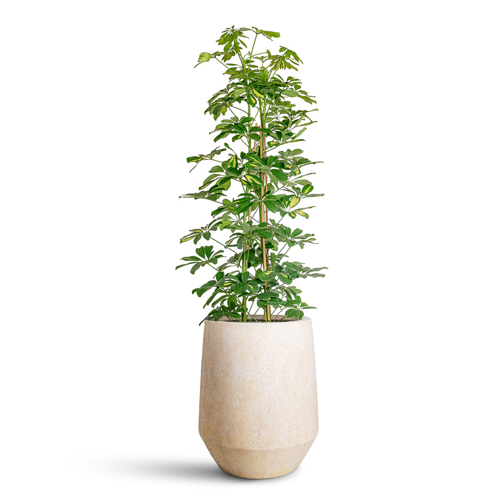 Schefflera Gold Capella - 27x120cm In Harith High Mineral Planter Travertine - 40x48cm