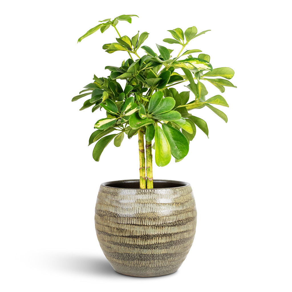 Schefflera Gold Capella Stemmed 14x50cm House Plant In Manuel Pot Shiny Thyme 20x17cm