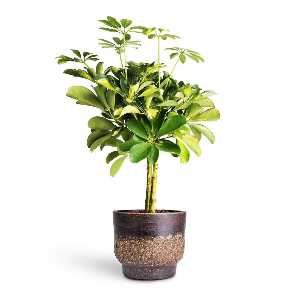 Schefflera Gold Capella - Stemmed Dwarf Umbrella Tree & Aico Plant Pot - Shiny Brown