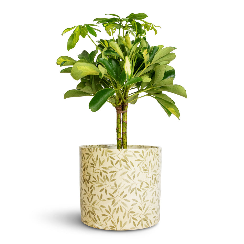 Schefflera Gold Capella - Stemmed Dwarf Umbrella Tree & Lazzaro Plant Pot - Sage Foliage