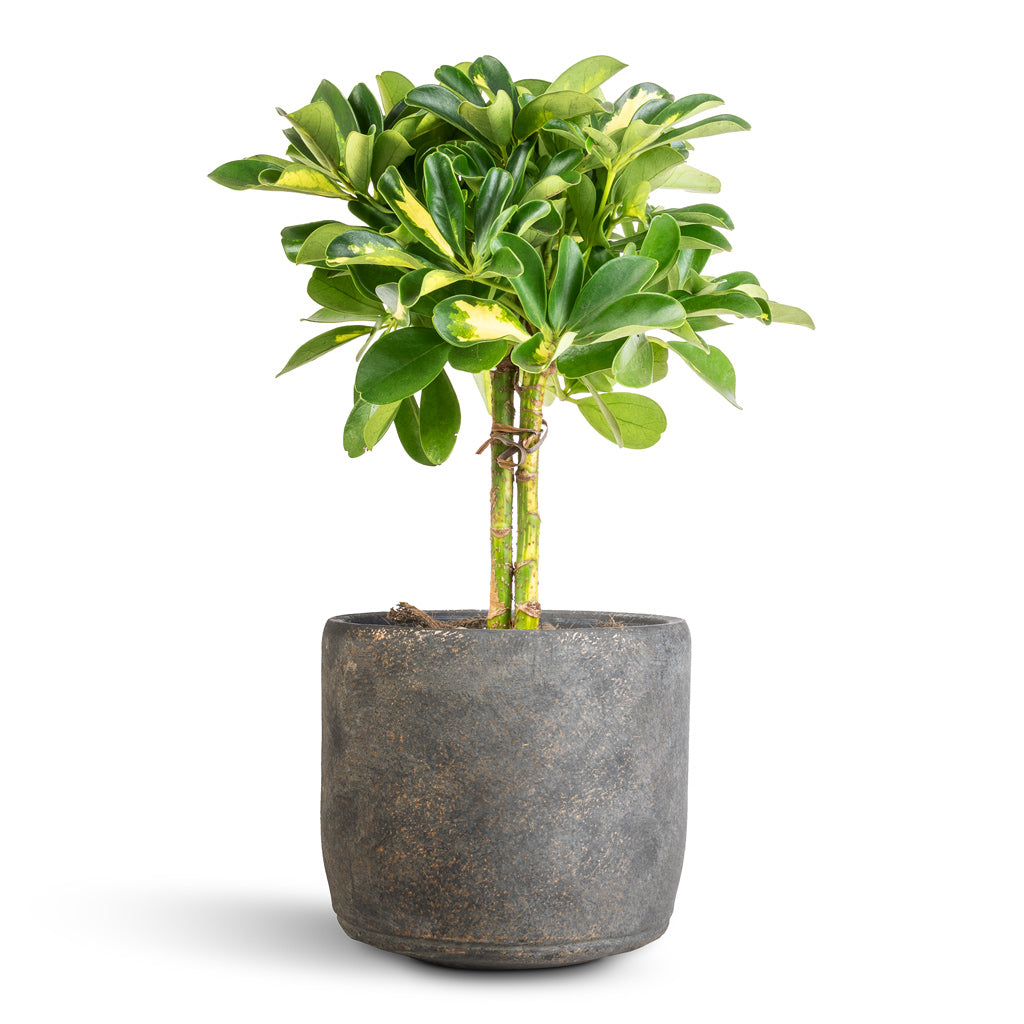 Schefflera Gold Capella - Stemmed Dwarf Umbrella Tree & Saar Plant Pot - Earth Cement