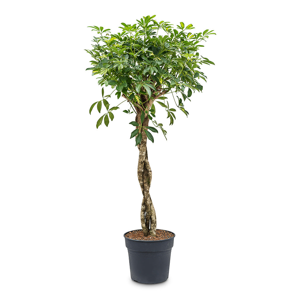 Schefflera Gold Capella Twisted Stem 34x150cm