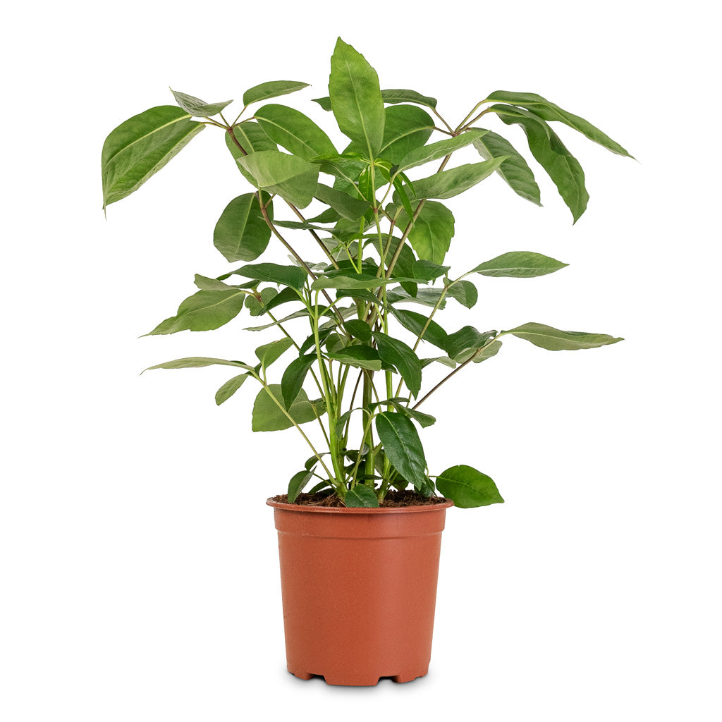 schefflera arboricola australia Schefflera arboricola - Dwarf Umbrella Tree - Indoor Trees | Hortology