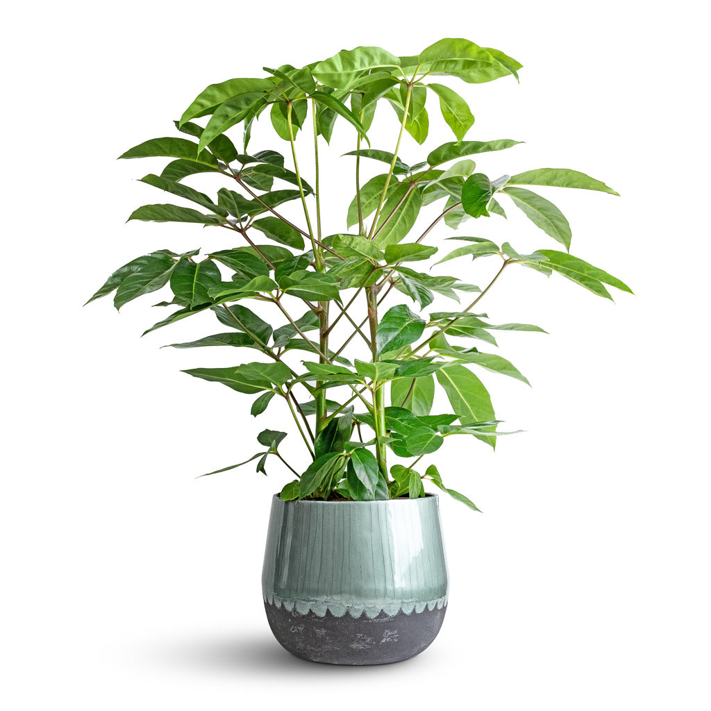 Schefflera actinophylla - Australian Umbrella Tree &amp; Ninthe Metal Plant Pot - Metallic Petrol