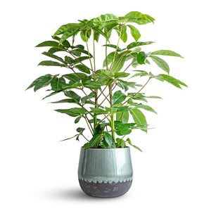 Schefflera actinophylla - Australian Umbrella Tree & Ninthe Metal Plant Pot - Metallic Petrol