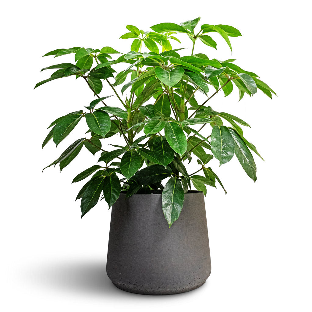 Schefflera actinophylla - Australian Umbrella Tree & Patt Plant Pot - Black Washed