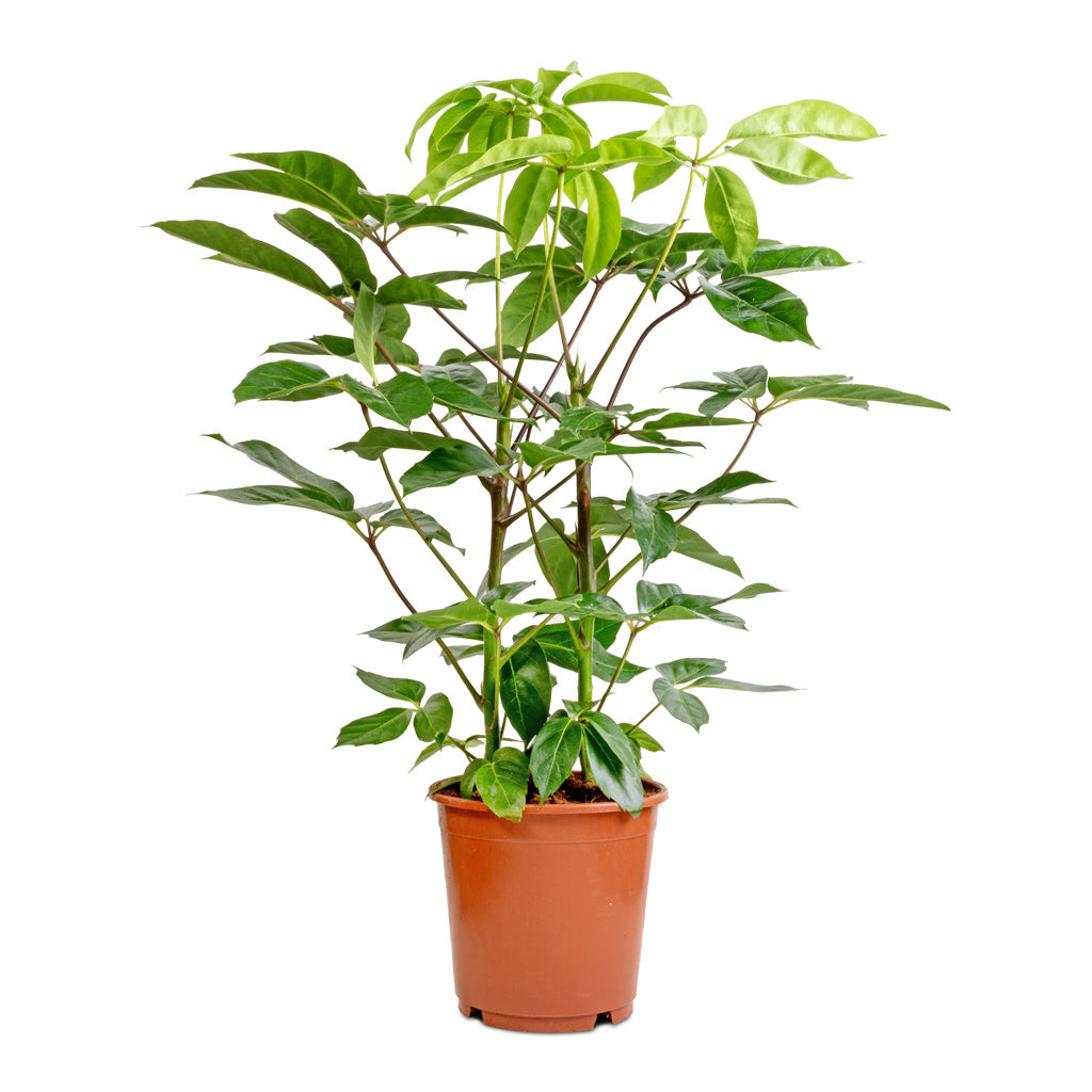schefflera arboricola vs actinophylla Schefflera arboricola - Dwarf Umbrella Tree - Indoor Trees | Hortology