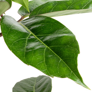 Schefflera actinophylla - Australian Umbrella Tree - Leaf