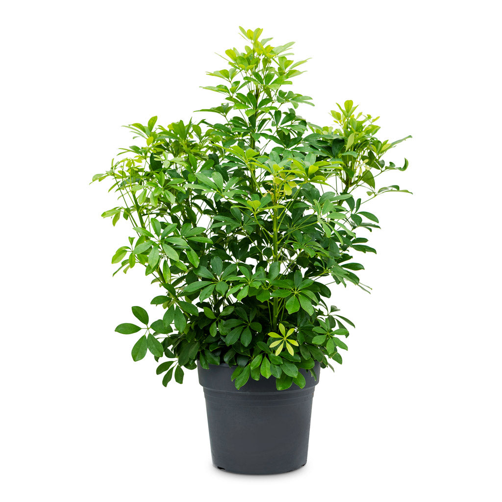 Schefflera Arboricola 'Gold Capella' - Pianta Tropicale Purifica Aria Da Interno H 75 85 Cm Vaso 19 Cm 55536542