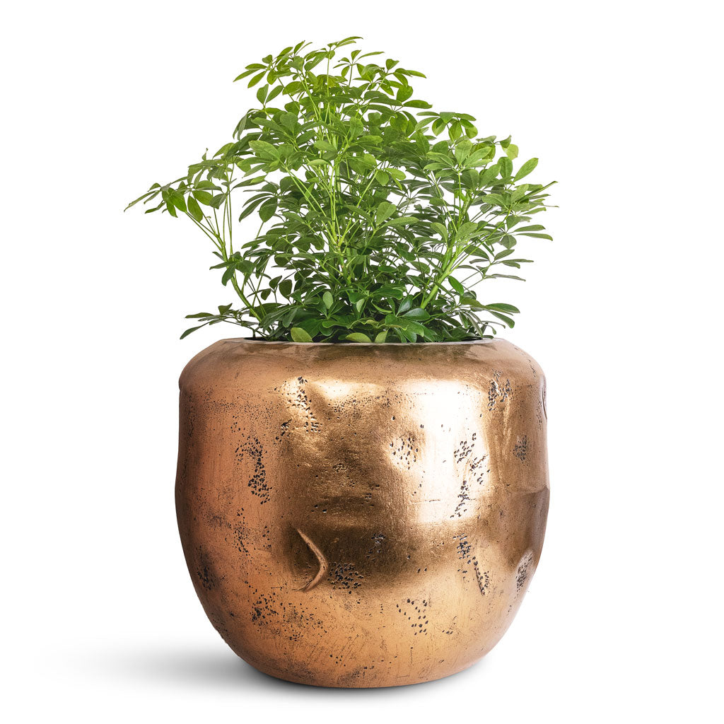 Schefflera arboricola - 34x80cm In Opus Raw Couple Planter Gold - 65x53cm