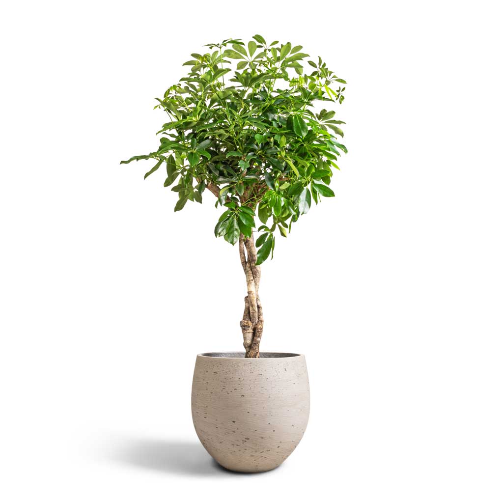 Schefflera arboricola Compacta - Dwarf Umbrella Tree - Twisted Stem &amp; Mini Orb Kevan Plant Pot - Grey Washed