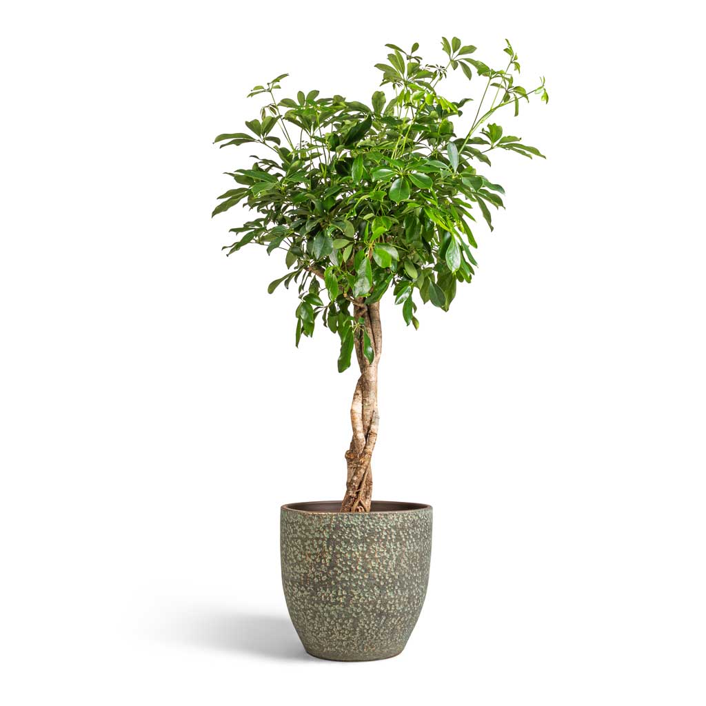 Schefflera arboricola Compacta - Dwarf Umbrella Tree - Twisted Stem & Rinca Plant Pot - Shiny Green