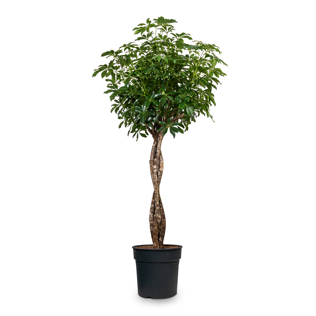 Schefflera arboricola Compacta - Dwarf Umbrella Tree - Twisted Stem - 34 x 160cm