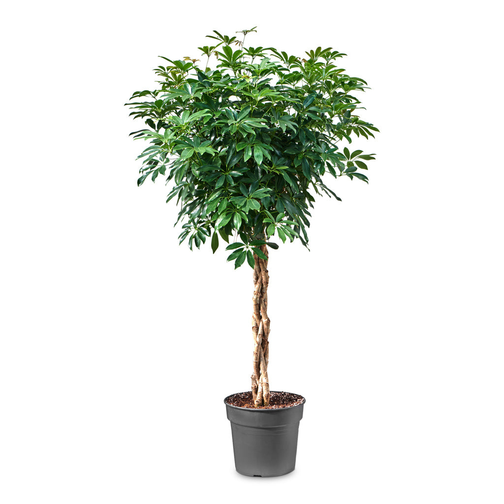 Schefflera arboricola Compacta - Dwarf Umbrella Tree - Twisted Stem - 34 x 160cm