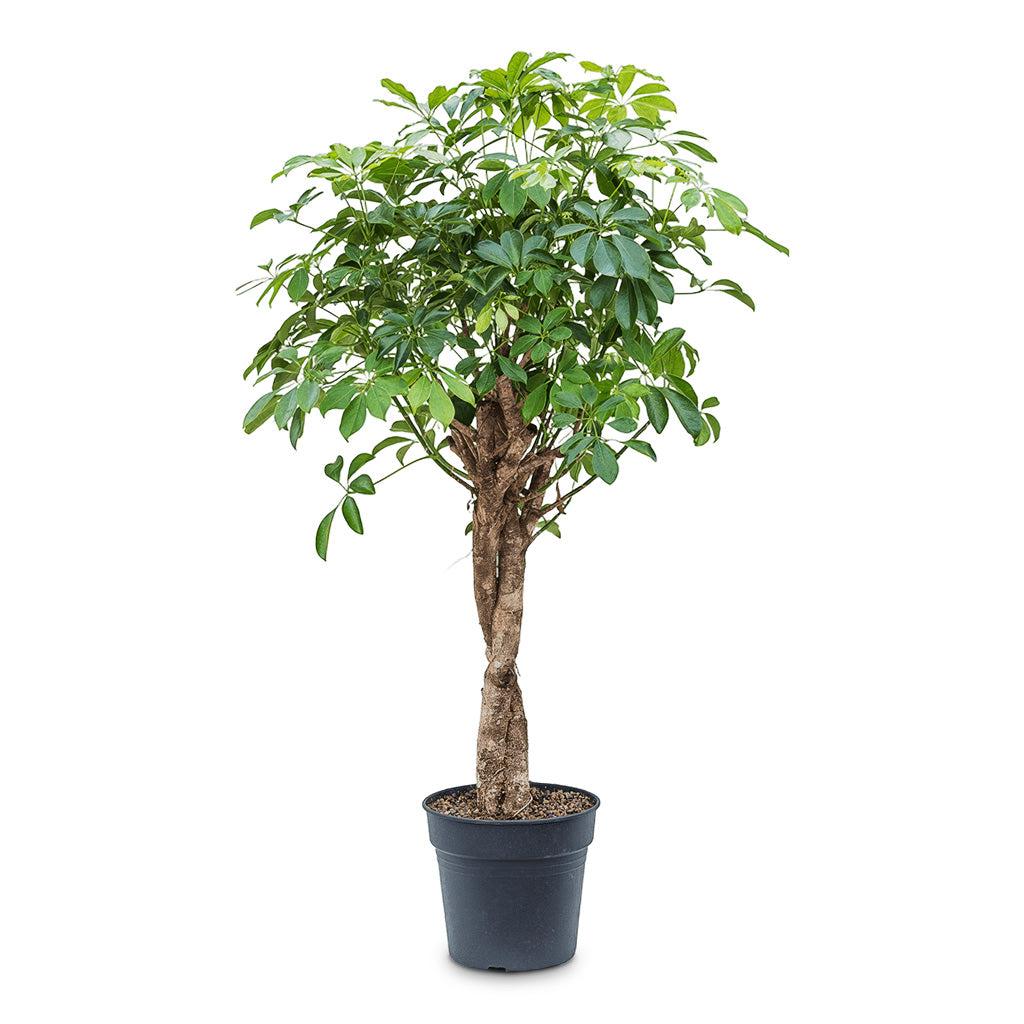 Schefflera arboricola Compacta Twisted Stem 30x140cm