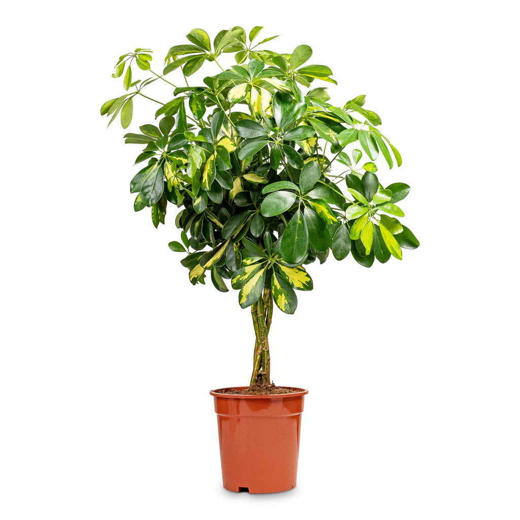 Schefflera arboricola Gold Capella - Dwarf Umbrella Tree - Twisted Stem