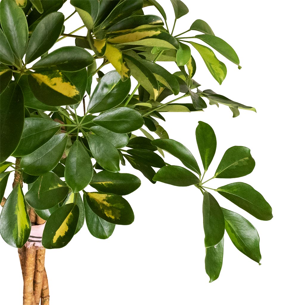 Schefflera Arboricola Gold Capella Dwarf Umbrella Tree Twisted Stem Schefflera Arboricola Gold Capella Dwarf Umbrella Tree Twisted Stem
