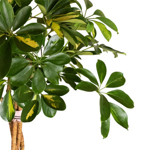 Schefflera arboricola Gold Capella - Dwarf Umbrella Tree - Twisted Stem - Leaves