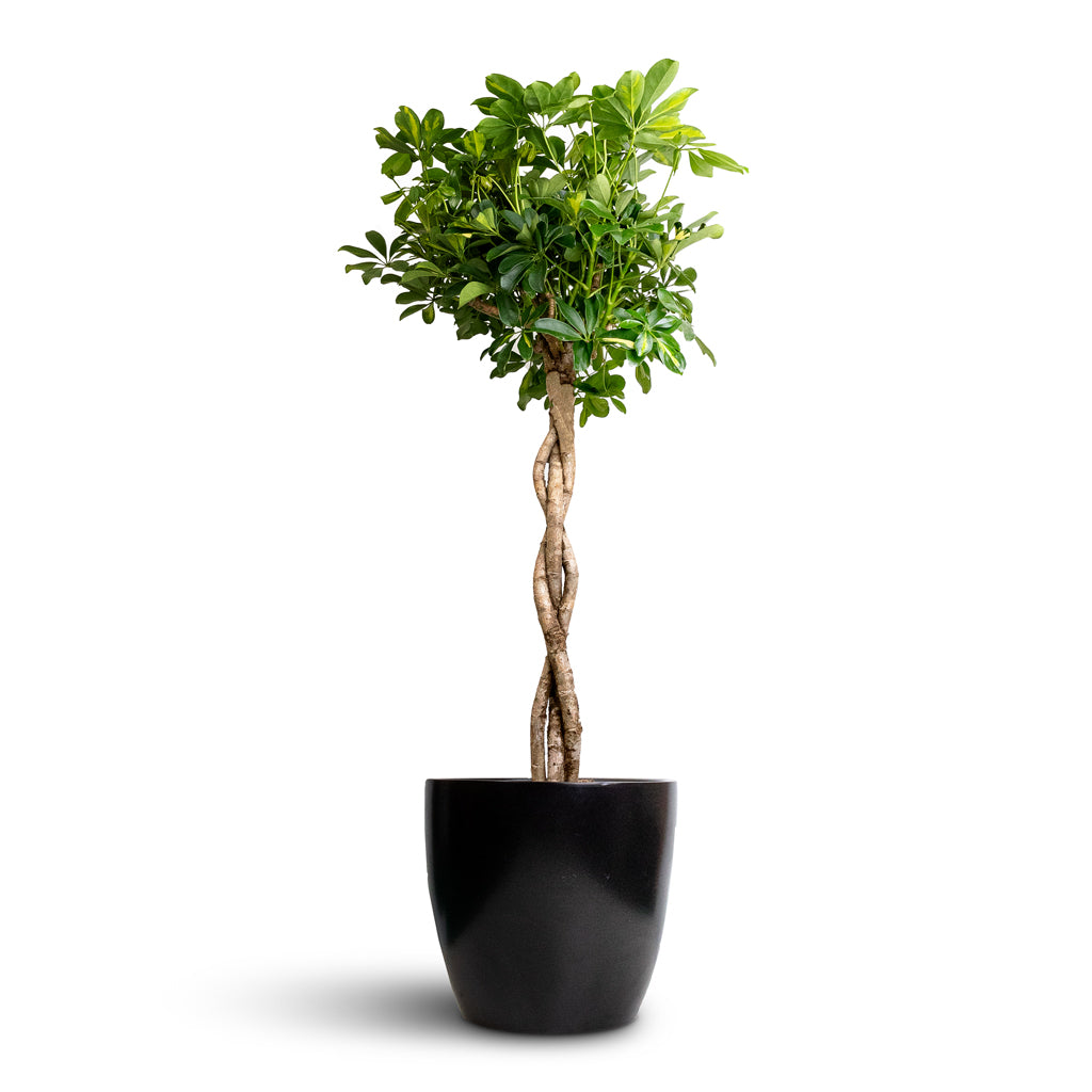 Schefflera arboricola Gold Capella - Dwarf Umbrella Tree - Twisted Stem &amp; Sven Plant Pot - Black