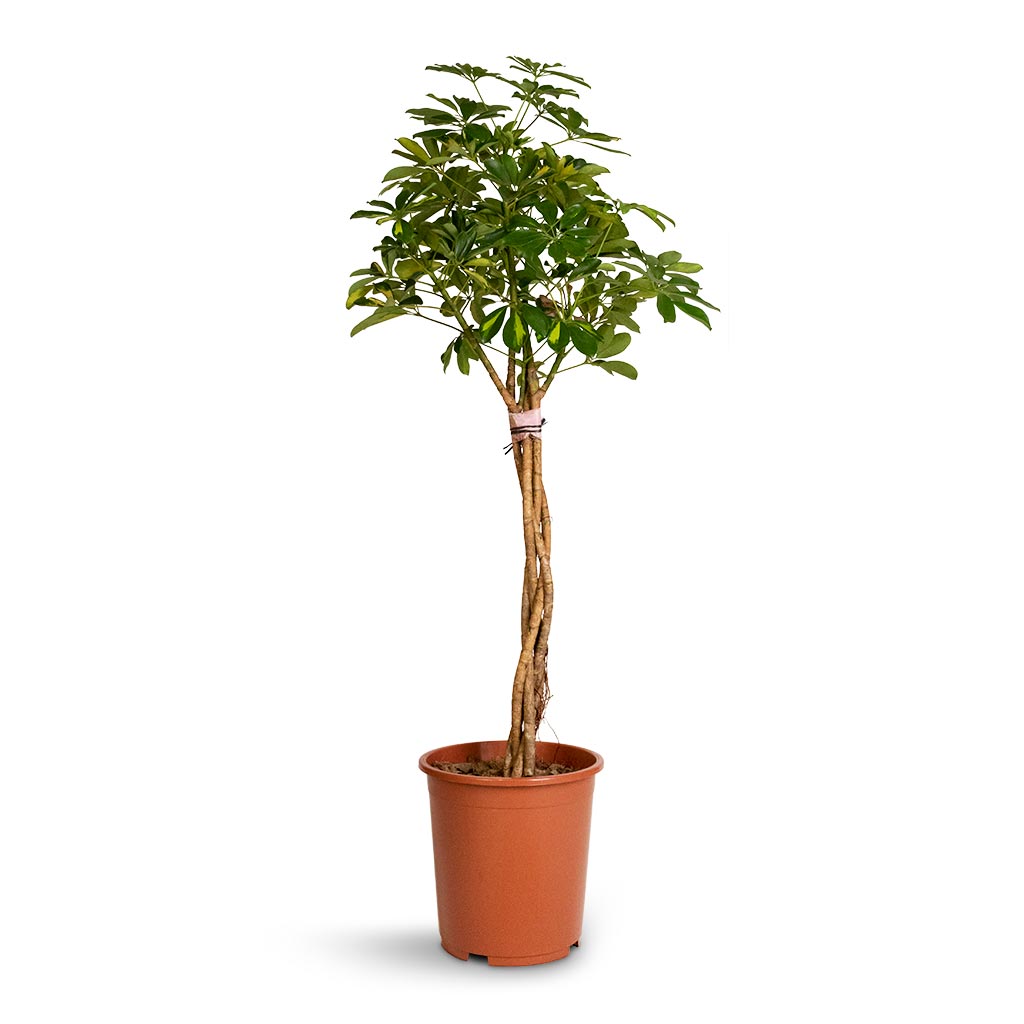 schefflera arboricola gold capella Schefflera arboricola Gold Capella - Dwarf Umbrella Tree - Twisted Stem | Hortology