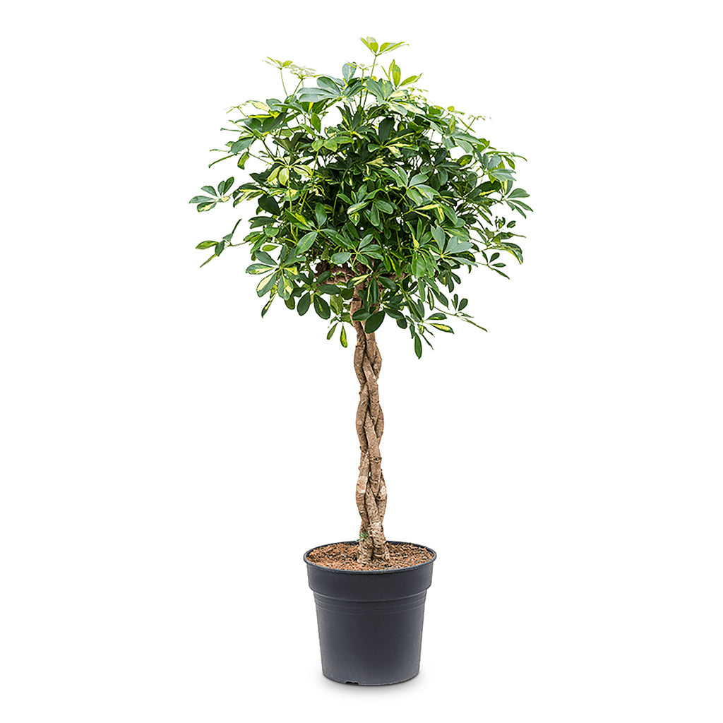 Schefflera arboricola Gold Capella - Dwarf Umbrella Tree - Twisted Stem - 30 x 120cm 