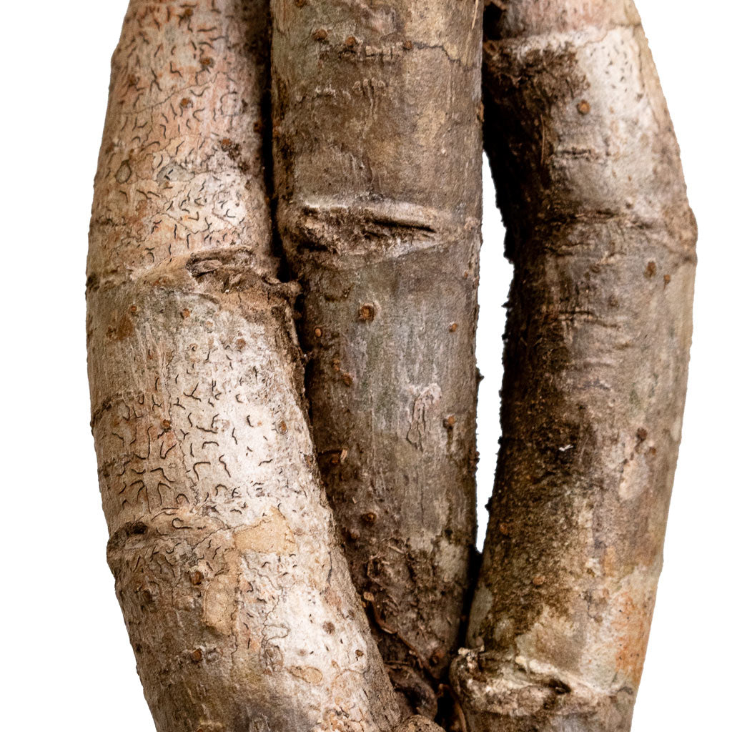 Schefflera arboricola Gold Capella - Dwarf Umbrella Tree - Twisted Stem