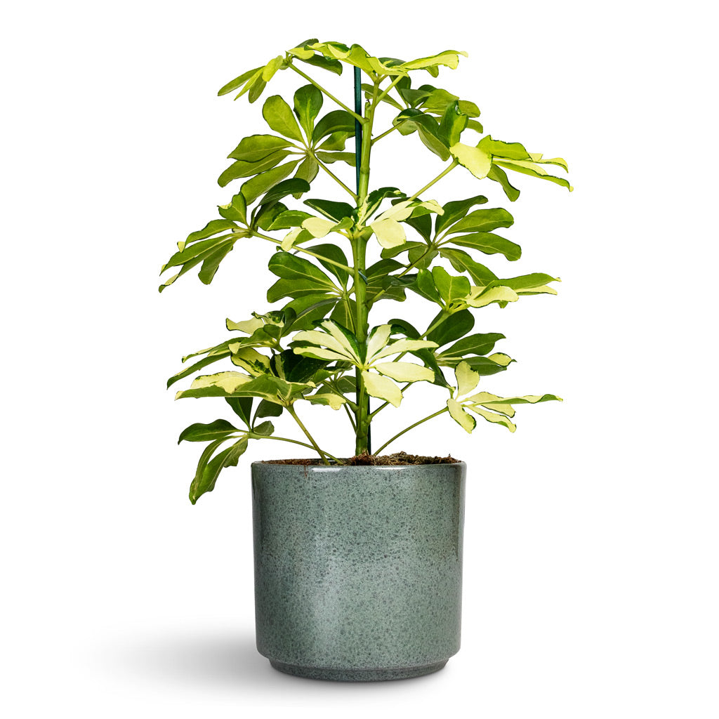 Schefflera arboricola Melanie Dwarf Umbrella Tree - 13x45cm In Remmi Glaze Plant Pot Green - 14x14cm