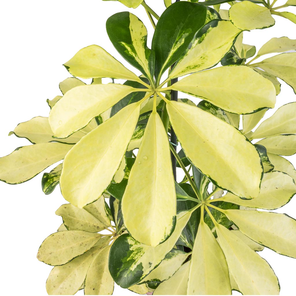 Schefflera arboricola Melanie - Dwarf Umbrella Tree - Leaves