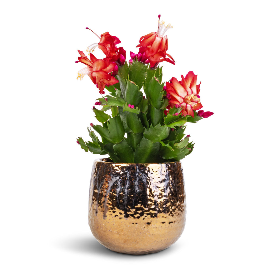 Schlumbergera - Christmas Cactus - Red & Yvette Plant Pot - Gold